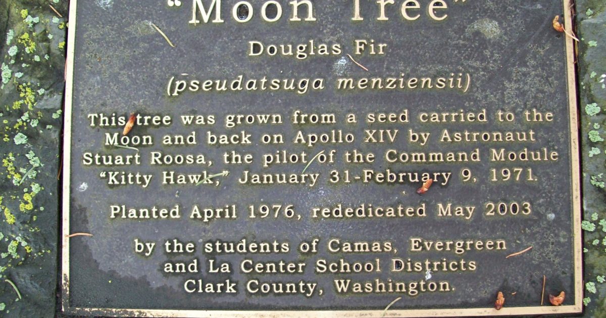Moon Tree at Capitol Campus | Experience Olympia