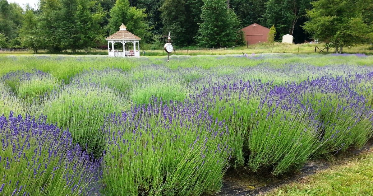 Evergreen Valley Lavender Farm Experience Olympia